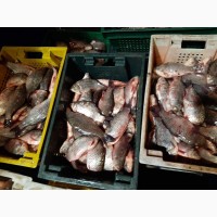 Открыта продажа живой рыбы
