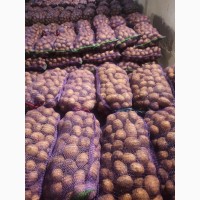 Продам товарну картоплю сорт Арізона