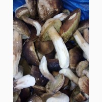 Оптовий продаж грибів красноголовців