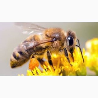 Продам пчелосемьи отводки