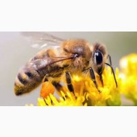 Продам пчелосемьи отводки