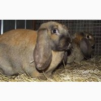 Продам кроликів, породи Французький Баран
