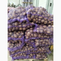 Оптом продам картопля товарну, Житомирська область