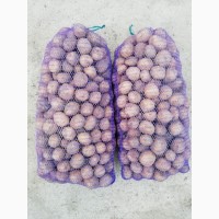 Продам насіневу картоплю сорту Коломбо