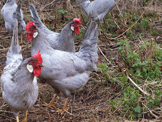 Фото 6. Інкубаційне яйце (курчата). Леггорн: палевий, лаванда, срібло