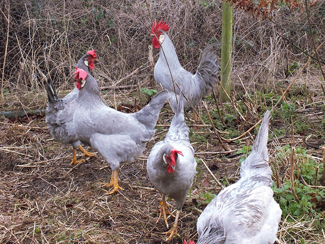 Фото 7. Інкубаційне яйце (курчата). Леггорн: палевий, лаванда, срібло