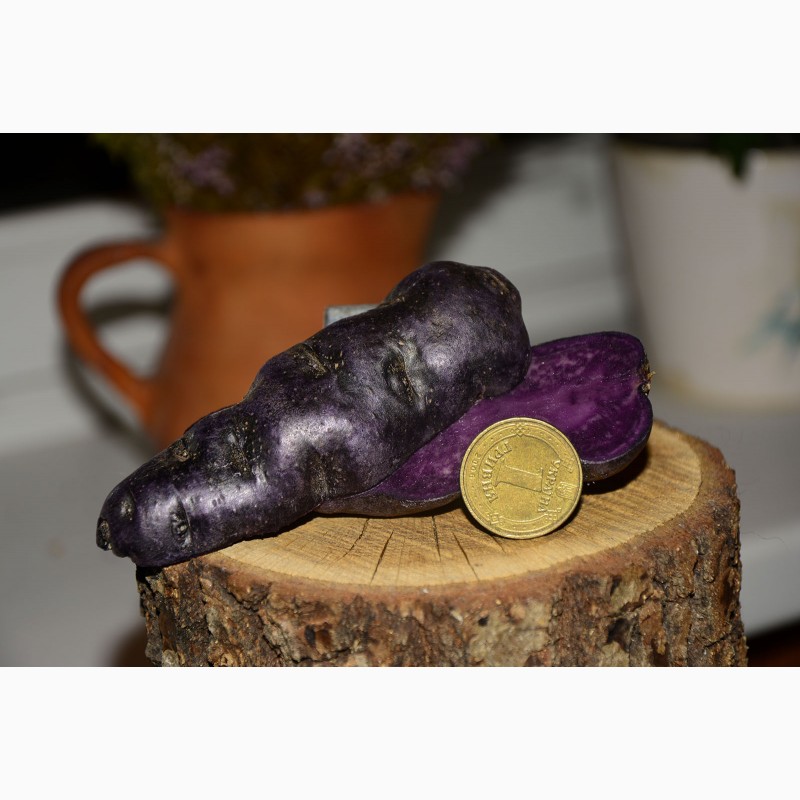 Картопля фіолетова Вітелотт, Vitelott potato
