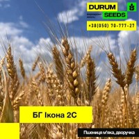 Насіння пшениці. BG Ikona 2S / БГ Икона 2С