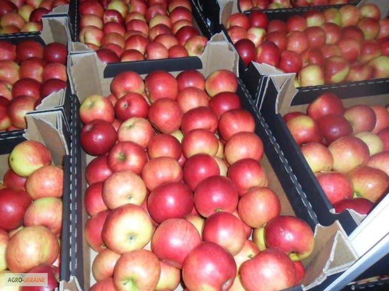 Фото 8. Продажа яблок из Польши