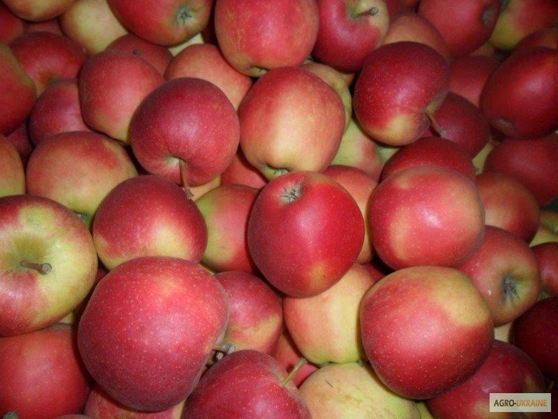 Фото 9. Продажа яблок из Польши