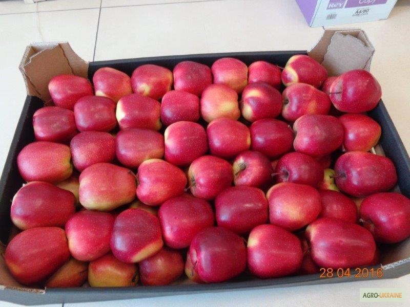 Фото 10. Продажа яблок из Польши