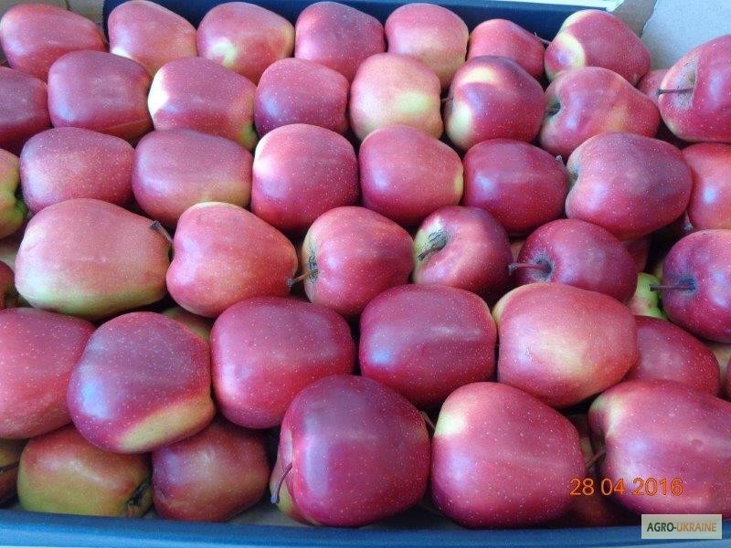 Фото 12. Продажа яблок из Польши