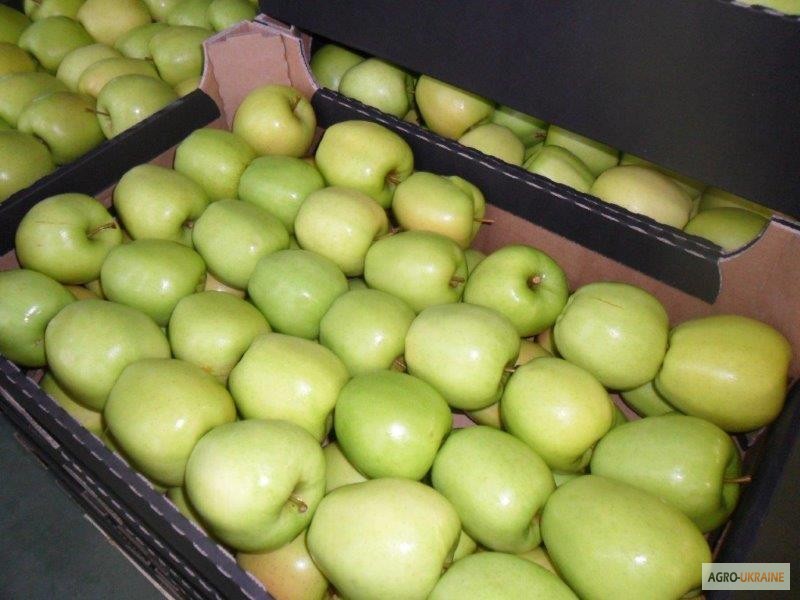 Фото 13. Продажа яблок из Польши