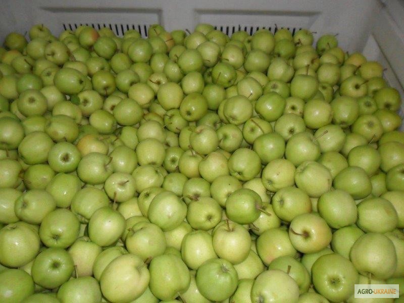 Фото 14. Продажа яблок из Польши