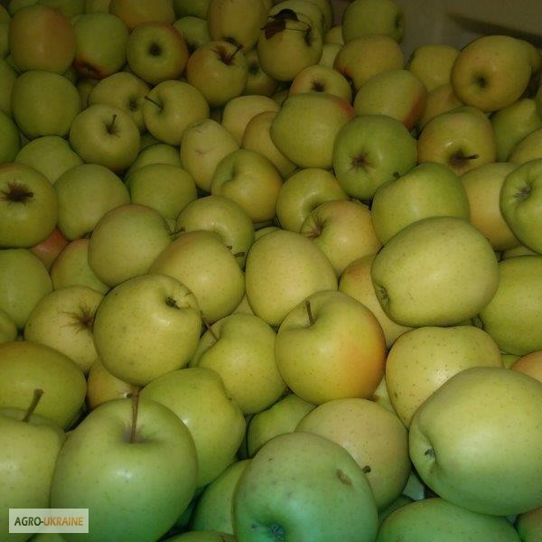 Фото 15. Продажа яблок из Польши