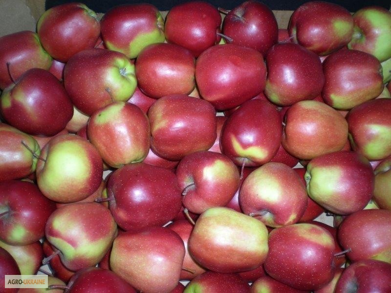 Фото 16. Продажа яблок из Польши