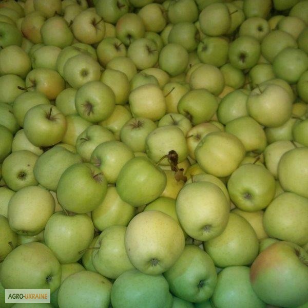 Фото 17. Продажа яблок из Польши