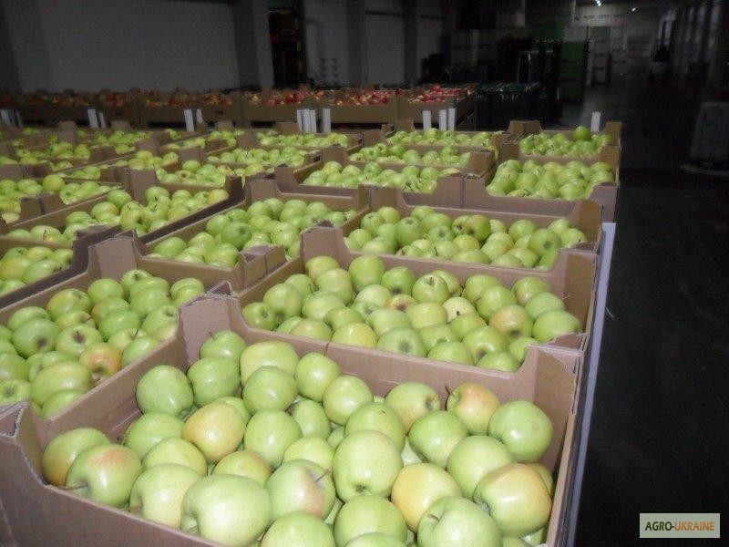Фото 19. Продажа яблок из Польши