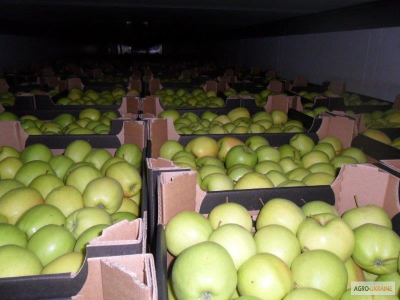 Фото 20. Продажа яблок из Польши