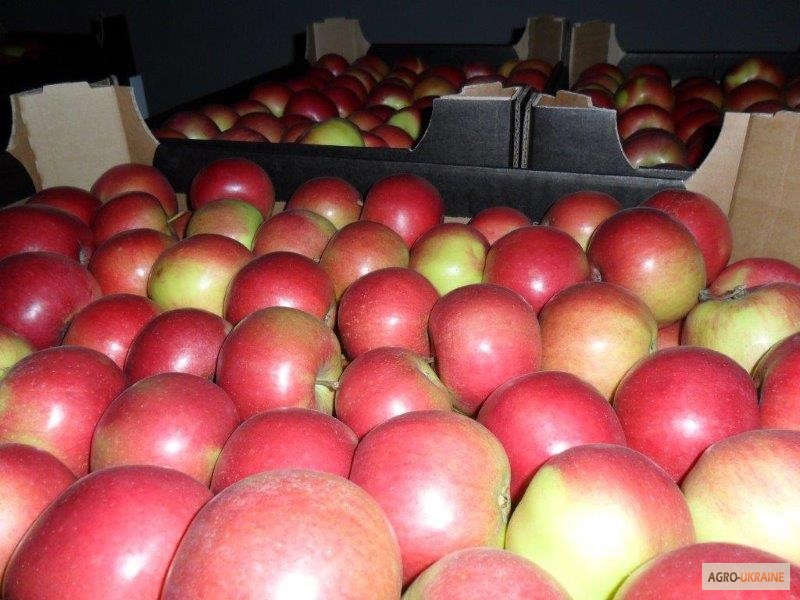 Фото 3. Продажа яблок из Польши