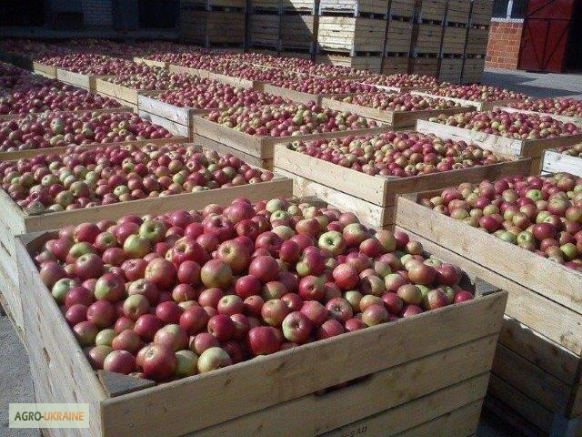Фото 6. Продажа яблок из Польши