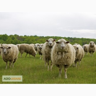 Продажа бараниниы, овец, оптом и розницу, живой и убойный вес