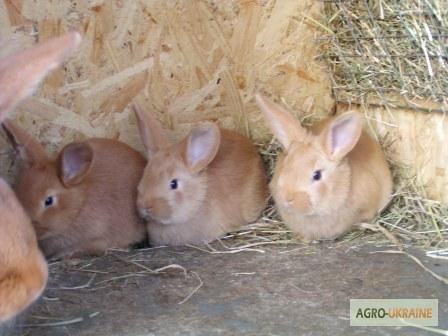 Фото 7. Продам чистокровных кроликов мясной породы Бургундец
