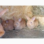 Продам чистокровных кроликов мясной породы Бургундец