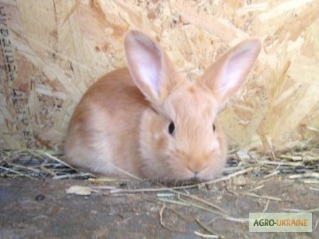 Фото 2. Продам чистокровных кроликов мясной породы Бургундец