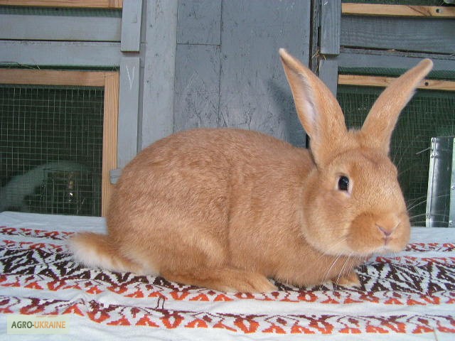 Фото 4. Продам чистокровных кроликов мясной породы Бургундец