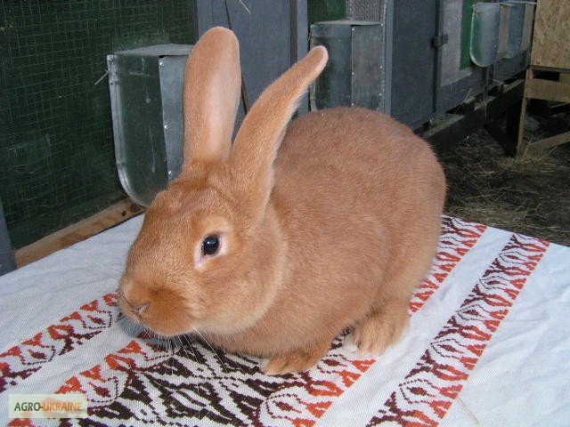 Фото 5. Продам чистокровных кроликов мясной породы Бургундец