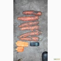 Фермерское хозяйство реализует морковь не стандарт крупного калибра на переработку