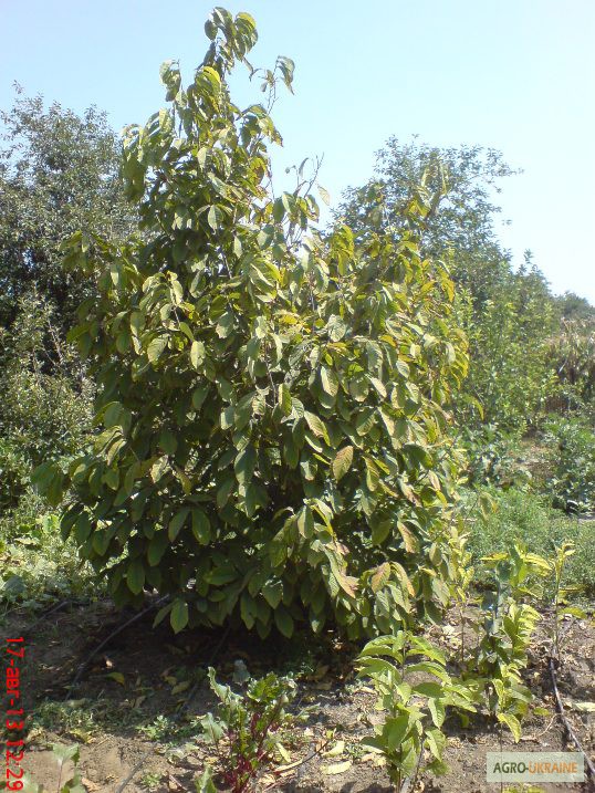 Азимина (взрослое дерево)