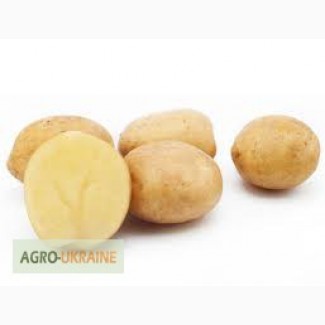 Продам насінну сортову картоплю (Роздріб, малий опт)