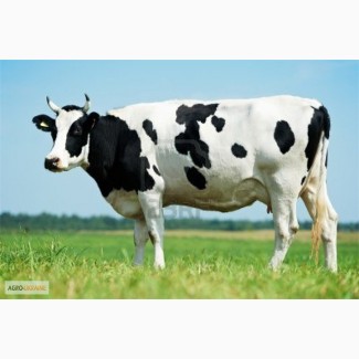 Продам молоко фермерське від 100 до 900 літрів у день