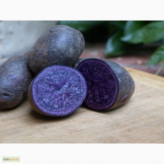 Продам картофель с фиолетовой мякотью Экзотик