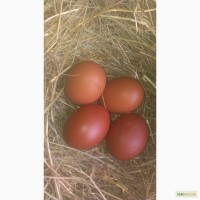 Продам Яйцо инкубационное кур Маран