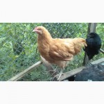 Продам подрощенных цыплят (петушков) 4, 5 месяца