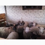 Продам овець вівців та баранів