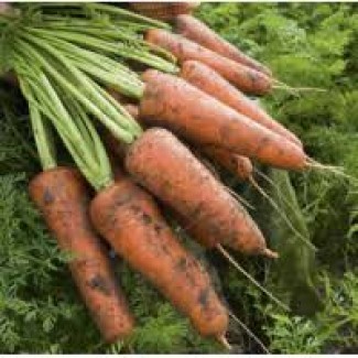 Куплю морковь на постоянной основе