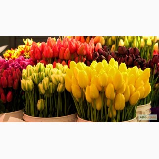 Продам тюльпаны мелким и крупным оптом, в наличии 10 сортов