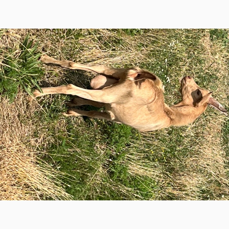 Фото 2. Продам козлика от высокоудойной козы породы Ламанча и козла Альпийской породы