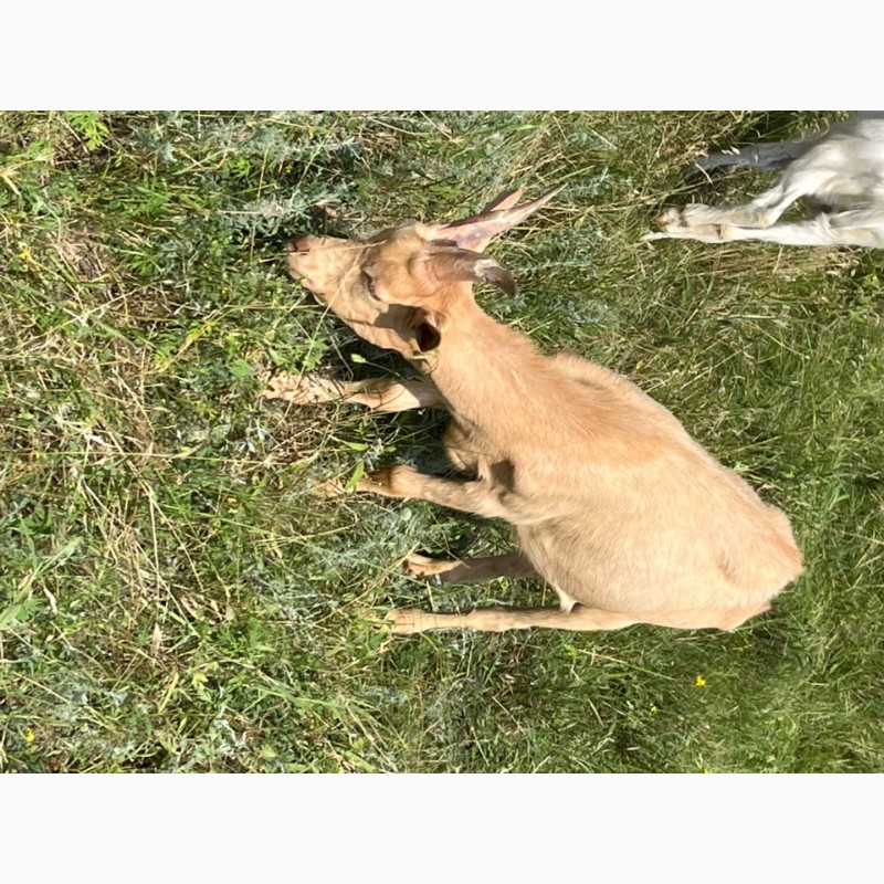 Фото 3. Продам козлика от высокоудойной козы породы Ламанча и козла Альпийской породы
