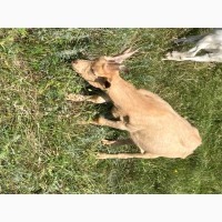 Продам козлика от высокоудойной козы породы Ламанча и козла Альпийской породы