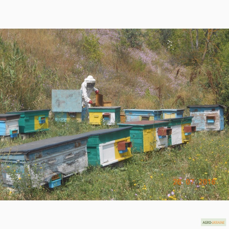 Фото 3. Продам пчелиную пыльцу
