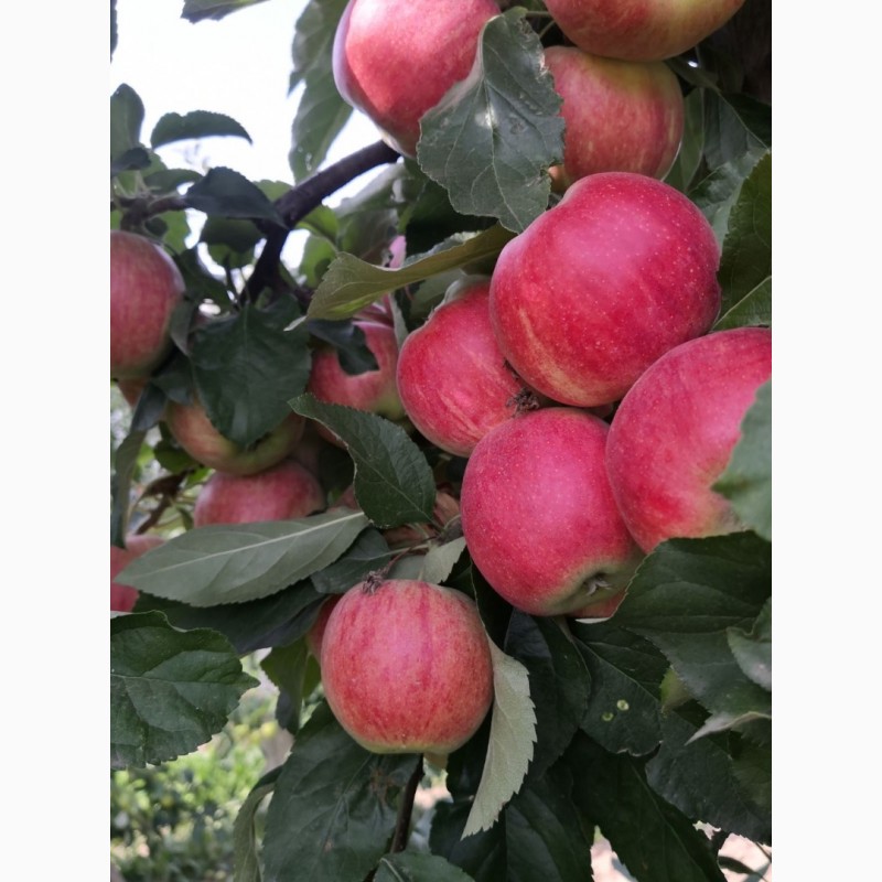 Фото 5. Продам гарні та смачні яблука власного виробництва