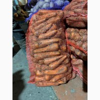 Продам морковь голландский сорт