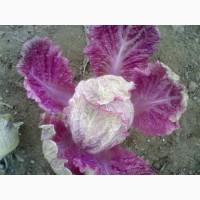 Продам пекинскую капусту розового цвета