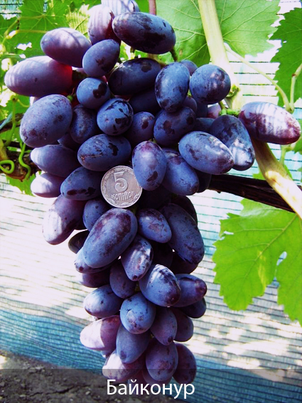 Фото 4. Саженцы винограда