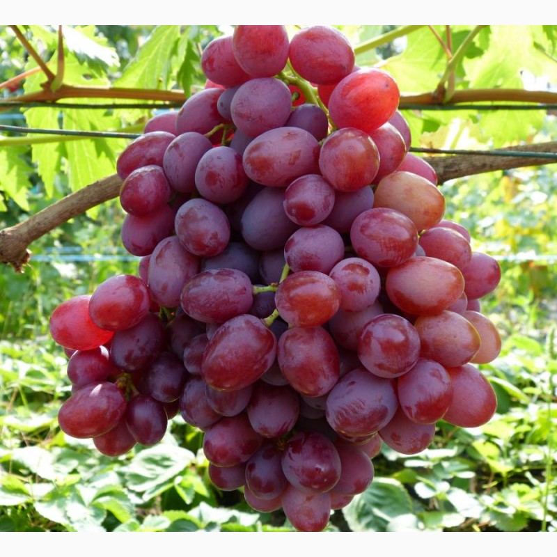 Фото 7. Саженцы винограда